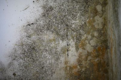 Can Lead to Mold Growth